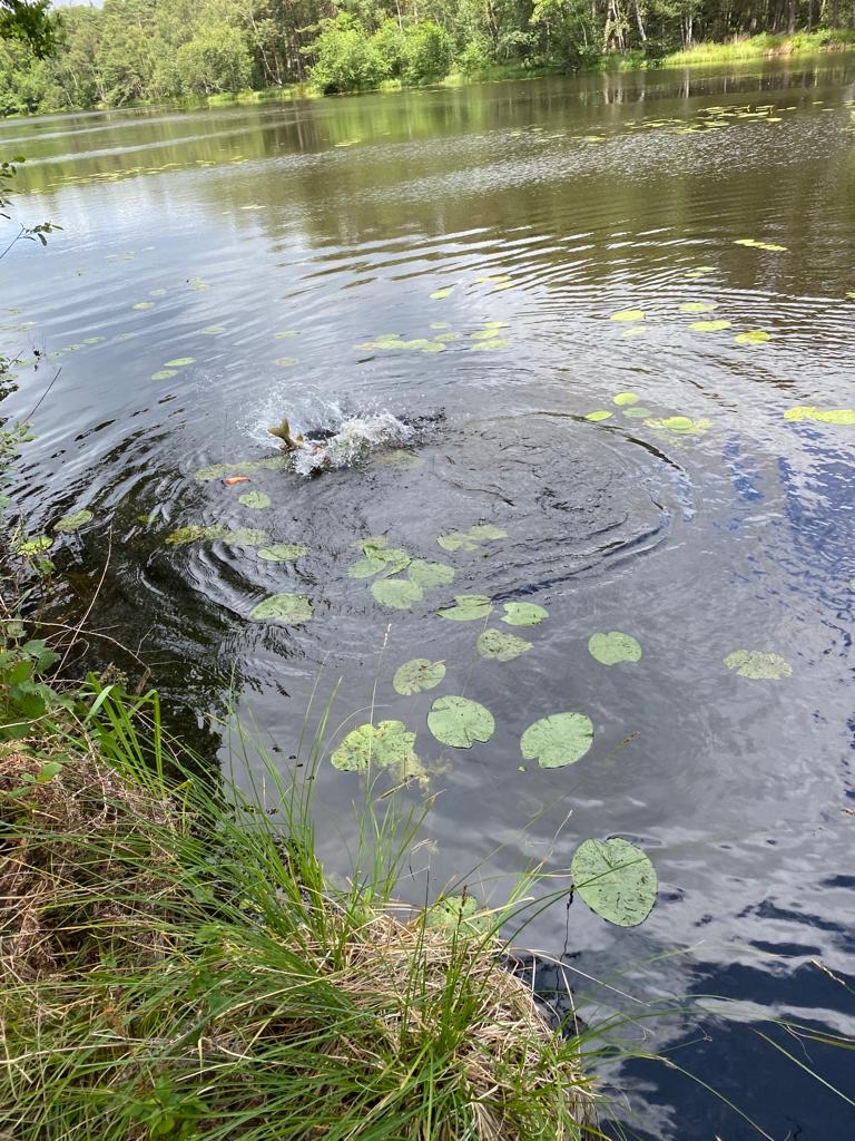 Hechthegeangeln am Mühlenteich – Ein erfolgreicher Tag für die&nbsp;Angler